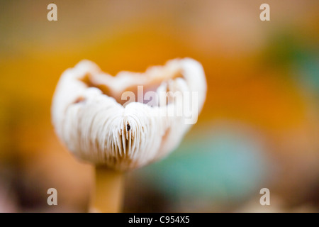 CAP/BEURRE CHAMPIGNONS QUEUE DURE GRAS Banque D'Images