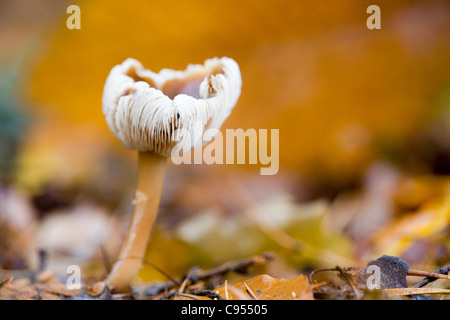 CAP/BEURRE CHAMPIGNONS QUEUE DURE GRAS Banque D'Images