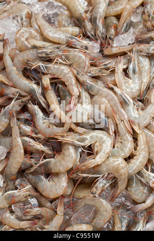 Crevettes fraîches sur l'affichage à un marché en Thaïlande Banque D'Images
