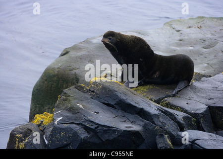 Les otaries à fourrure Callorhinus ursinus Saint George Island Îles Pribilof Alaska USA Banque D'Images