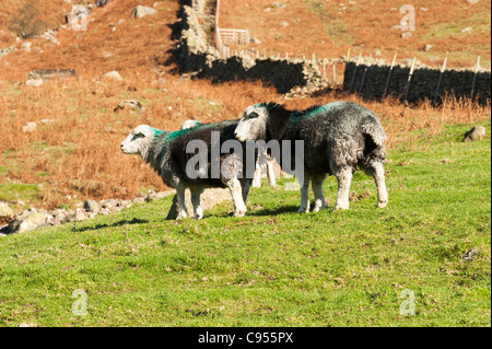 Moutons Herdwick errent dans la vallée de Langdale Parc National de Lake District Cumbria England Royaume-Uni UK Banque D'Images