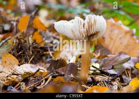 CAP/BEURRE CHAMPIGNONS QUEUE DURE GRAS Banque D'Images