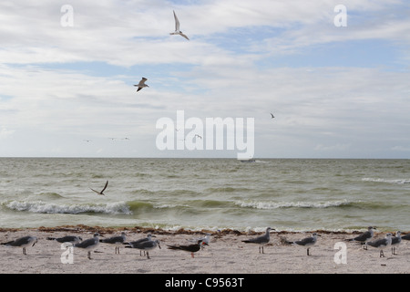 Les oiseaux sur la plage à Celestun au Mexique. Banque D'Images