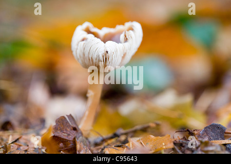 CAP/BEURRE CHAMPIGNONS QUEUE DURE GRAS Banque D'Images