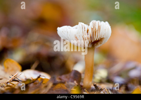 CAP/BEURRE CHAMPIGNONS QUEUE DURE GRAS Banque D'Images