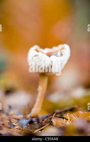 CAP/BEURRE CHAMPIGNONS QUEUE DURE GRAS Banque D'Images