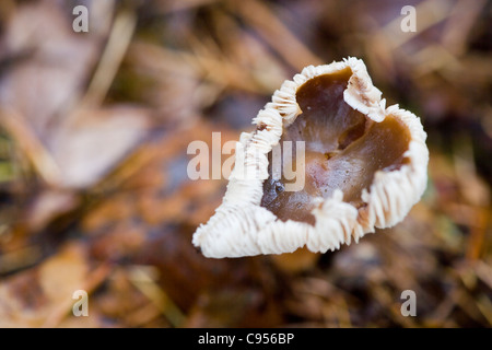 CAP/BEURRE CHAMPIGNONS QUEUE DURE GRAS Banque D'Images