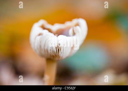 CAP/BEURRE CHAMPIGNONS QUEUE DURE GRAS Banque D'Images