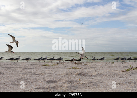 Les oiseaux sur la plage à Celestun au Mexique. Banque D'Images