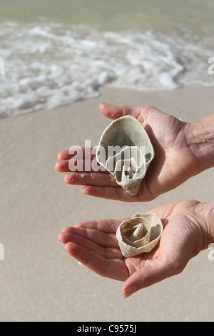 Mains tenant de beaux coquillages, avec le surf à l'arrière-plan. Banque D'Images