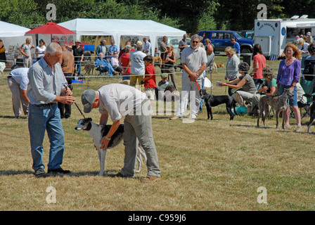 Un pays dog show Editorial uniquement. Boules à croix dans le Sussex. Banque D'Images