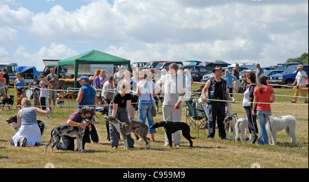 Un pays dog show Editorial uniquement. Boules à croix dans le Sussex. Banque D'Images