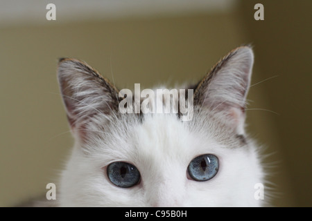 Un gros plan de la face d'un chat avec de grands yeux bleus. Banque D'Images