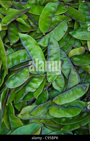 Haricots verts Banque D'Images