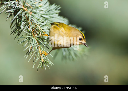 Goldcrest perché sur une branche de conifère. Banque D'Images