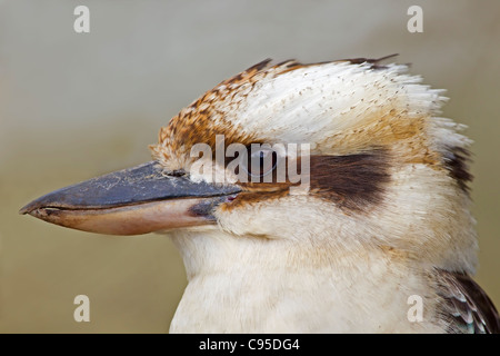 Laughing Kookaburra close up. Banque D'Images