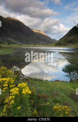 L'ajonc en fleur au Loch dans Achtriochtan Glen Coe Banque D'Images