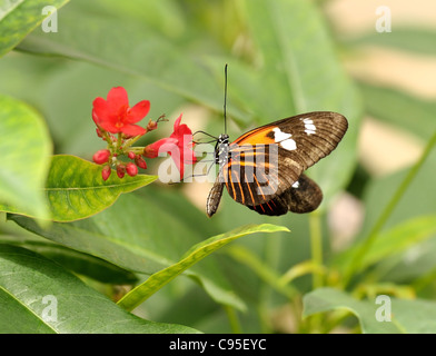 Heliconia papillon hecale assis sur une fleur Banque D'Images