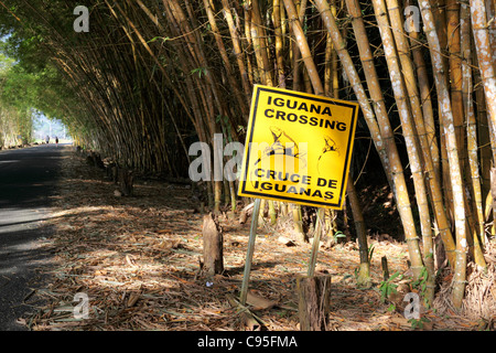 Iguana Crossing road sign à entrée à Gamboa Rainforest Resort , Parc National de Soberania , Panama Banque D'Images