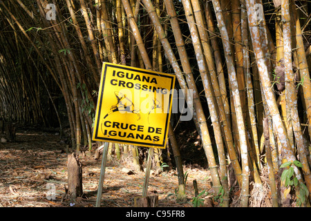 Iguana Crossing road sign à entrée à Gamboa Rainforest Resort , Parc National de Soberania , Panama Banque D'Images