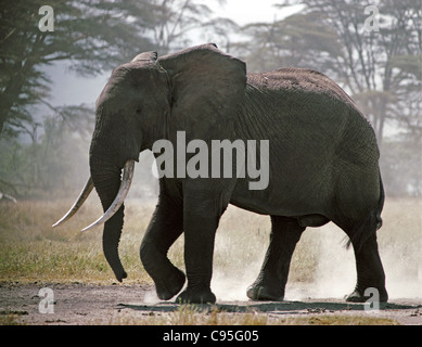 Silhouette d'éléphant grande sensibilisation de poussière sur les plaines poussiéreuses du cratère du Ngorongoro en Tanzanie Banque D'Images