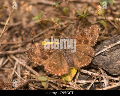 Dingy skipper, Erynnis tages, femme reposant sur l'étage avec belle hors focale arrière-plan. En déclin au Royaume-Uni Banque D'Images