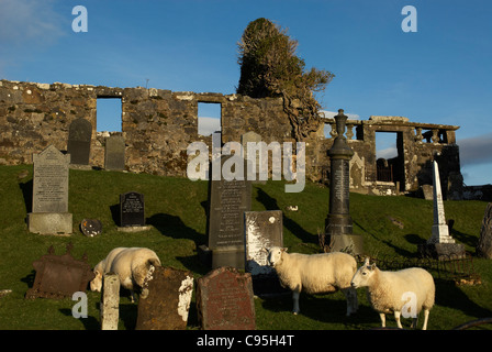 Des moutons paissant dans le cimetière d'une église en ruine Cill Chriosd Skye Banque D'Images