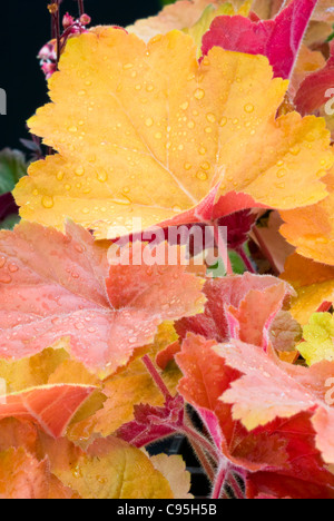 Heuchère plante vivace Confort Sud changement de couleurs des feuilles d'orange pour un jardin d'ombre plantation d'accent Banque D'Images