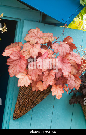 Heuchère dans récipient pot jardin suspendu à blue wall house, feuilles d'oranger feuilles distinctif en osier frappant vivace Banque D'Images