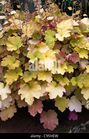 Heuchera 'Caramel' modifiable plante en fleur couleurs des feuilles d'or orange rouge rose vert jardin éternel de toute l'usine de l'ombre Banque D'Images