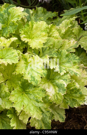 Heuchera 'fraises et crème feuillage des plantes vivaces à feuilles panachées le jardin d'ombre Banque D'Images