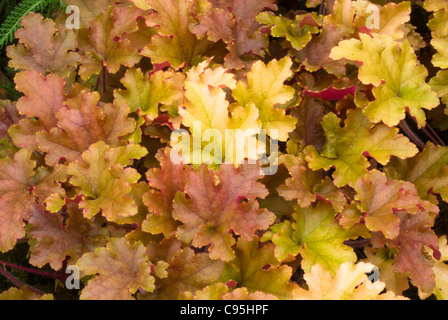 Heuchera 'Marmalade' vivace à feuillage de Marmelade, de nombreux changement de feuilles colorées, mélange d'or jaune orange jardin ombragé Banque D'Images