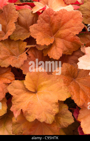 Heuchère 'Southern Comfort' plante vivace des feuilles de couleur orange inhabituelle frilly festonné jardin ombragé Banque D'Images