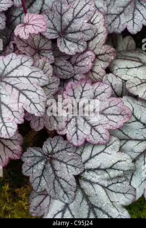 Heuchera 'Plum' vivace à feuillage argenté magnifique jardin d'ombre laisse full frame Banque D'Images