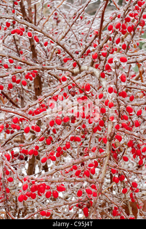 Fruits rouges en hiver neige glace à l'extérieur de plus en plus sur l'usine d'épine-vinette Berberis thunbergii berry oiseaux faune alimentaire trame complète Banque D'Images