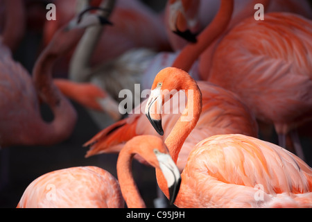 American Flamingo (Phoenicopterus ruber) au Zoo de San Diego à San Diego, Californie Banque D'Images