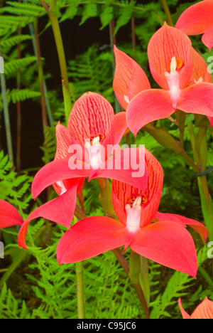 Disa uniflora hardy d'espèces d'orchidées terrestres indigènes de l'Afrique du Sud Banque D'Images