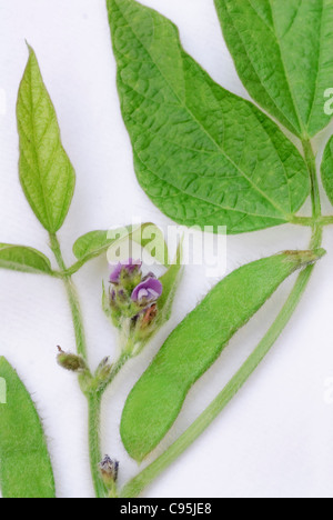 Parties de la plante de soja, haricots, fleurs, feuilles feuille macro détails sur fond blanc, Glycine max Banque D'Images