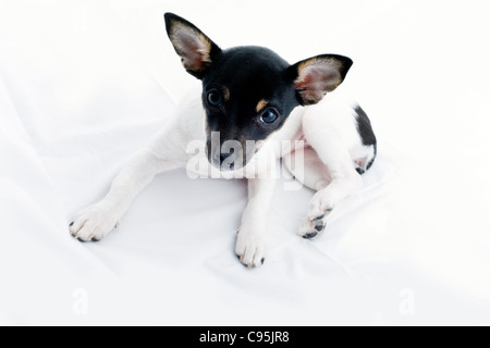 Chihuahua chiot mignon avec de grandes oreilles et yeux looking at camera Banque D'Images