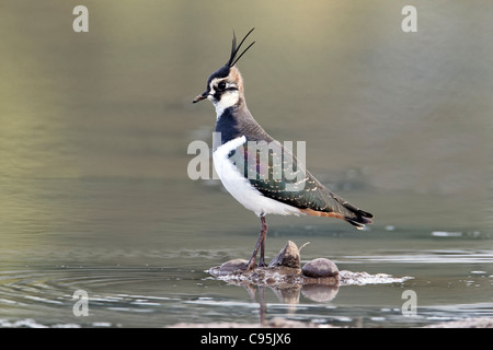 Sociable Vanellus vanellus, nord, seul oiseau par l'eau, Octobre 2011 Banque D'Images