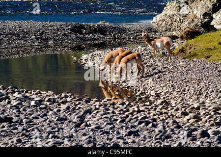 Doe l'Antilope d'eau potable avec leur reflet dans l'eau dans le Yellowstone N.P. Automne Banque D'Images