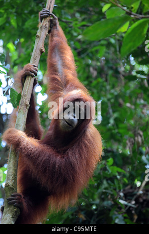 L'orang-outan femelle en parc national de Gunung Leuser. Banque D'Images