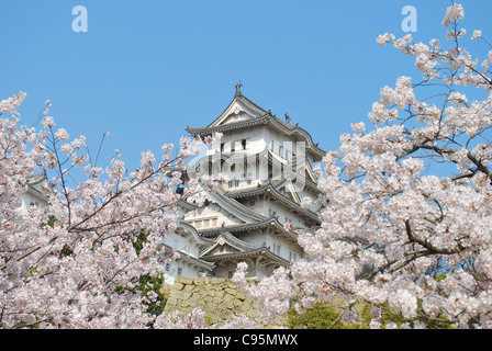 Cerisiers en fleurs au printemps au château de Himeji, Japon. Un symbole de respect, de puissance, de gloire, de l'histoire, et de la paix. Banque D'Images