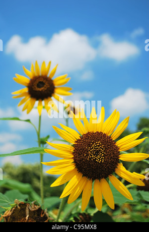 Tournesols en fleurs dans un pré. Tournesols symbolisent l'été, le bonheur et la liberté. Prises d'Osaka, au Japon. Banque D'Images