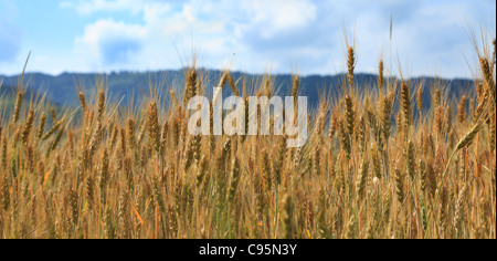 Image d'un champ de céréales dans une chaude journée d'été ensoleillée. Banque D'Images