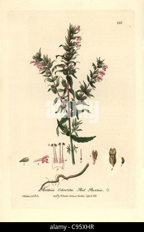 Bartsia Bartsia odontites rouge, ou Odontites vernus. Banque D'Images