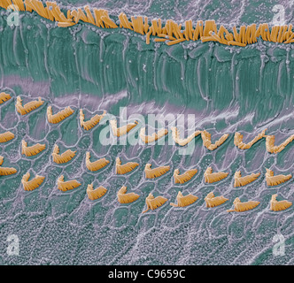 Organe de Corti, SEM Banque D'Images