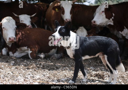 L'élevage des bovins en Israël, sur le Mont Carmel le troupeau se blottissent à l'ombre sous un arbre, un chien de berger dans l'avant-plan Banque D'Images