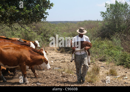 L'élevage des bovins en Israël, sur le Mont Carmel Farmer s'occupent d'un veau nouveau-né Banque D'Images