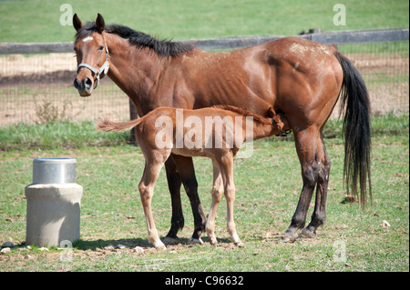 Poulain mère allaitante horse Banque D'Images